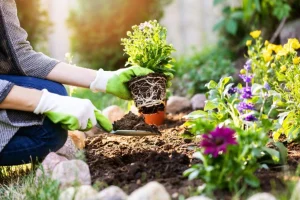 jardineria-consejos-principiantes